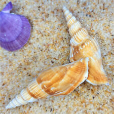 Natural spiral conch for sale  Shipping to Ireland