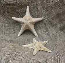 Antique taxidermy starfish for sale  FAREHAM