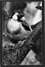 Goldfinch bird. rppc for sale  Shipping to Ireland