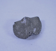 Superbe fossile brachiopode d'occasion  Cavaillon