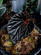 Begonia black metallic d'occasion  Expédié en Belgium