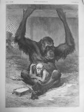 1879 animaux singe d'occasion  Saint-Etienne