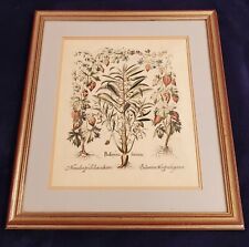 Framed engraving herbal for sale  La Jolla