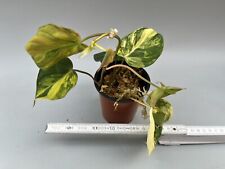 Philodendron micans variegata gebraucht kaufen  Fallersleben