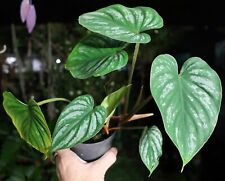 Philodendron mamei plant for sale  Hollywood