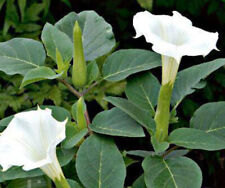 Datura inoxia white for sale  CHIGWELL