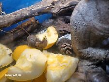 Dos caracoles terrestres gigantes bebé de 1 pulgada por $125 USD envío y seguimiento incluidos segunda mano  Embacar hacia Argentina