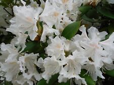 rhododendron gebraucht kaufen  Buxtehude