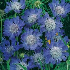 Pack scabiosa scabious for sale  Shipping to Ireland