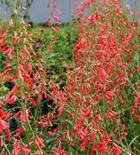 Penstemon jingle bells for sale  GAINSBOROUGH