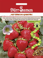 Kindersorte erdbeeren florian gebraucht kaufen  Pulheim