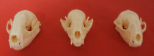 Lot raccoon skulls for sale  Cumberland