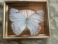 Butterfly morpho catenaries for sale  Hope