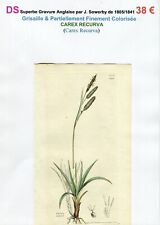 XIX ème - CAREX RECURVA (Carex Recurva) Superbe Gravure de 1805/1841 comprar usado  Enviando para Brazil
