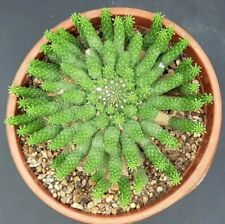 Vaso euphorbia inermide usato  Foligno