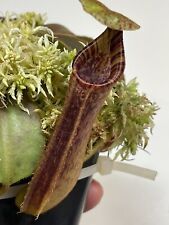 Nepenthes platychila lowii usato  Milano