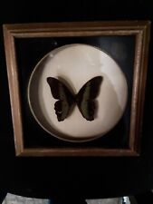 Vintage framed butterfly for sale  Shipping to Ireland