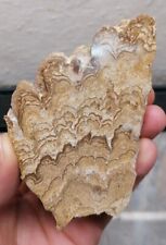 Stromatolith cochabamba bolivi gebraucht kaufen  Landsberg