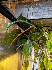 Stick insects myronides for sale  BOLTON