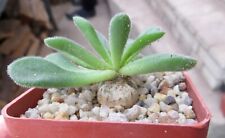 tylecodon leucothrix seedling, used for sale  Shipping to South Africa