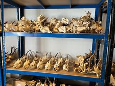 Roe Deer Antlers on Skull NATURAL / HOME WALL DECOR / Taxidermy for sale  Shipping to South Africa