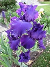 Iris germanica titan for sale  LONDON