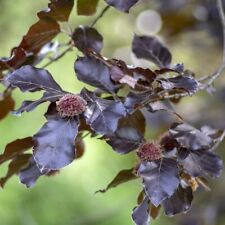 Copper beech hedging for sale  IPSWICH