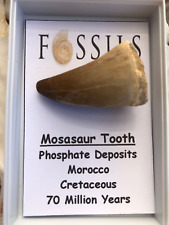 Fossil mosasaurtooth dinosaur for sale  BLYTH