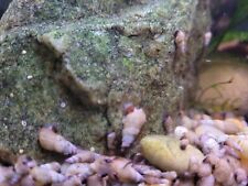 Malaysian trumpet snails for sale  Spring Lake