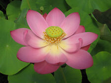 Indische lotusblume rosa gebraucht kaufen  Schmidmühlen