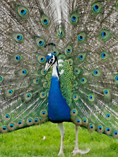 Preorder peafowl peacock for sale  NEWRY