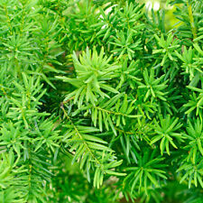 Yew hedging pack for sale  PETERBOROUGH