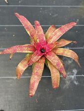 neoregelia for sale  Shipping to South Africa