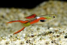 Mixed endler guppies for sale  SOUTH CROYDON