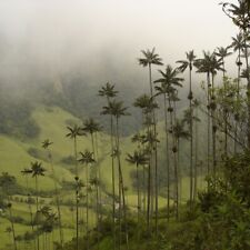 Quindio wax palm for sale  Shipping to Ireland