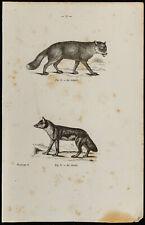 1867 fox jackal for sale  Shipping to Ireland