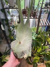 Staghorn fern superbum for sale  PRESTON