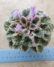 African violet plant for sale  Lexington