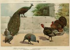 Peacock guineafowl turkey for sale  Iowa City