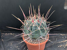 Ferocactus rectispinus cactus usato  Massafra