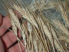 Hybrid barley wheat for sale  Shipping to Ireland