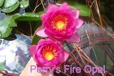 Perry fire opal for sale  Saint Paul