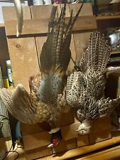 Ring necked pheasant for sale  Elgin