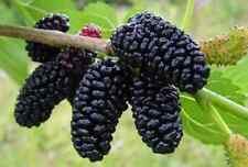 Dwarf everbearing mulberry for sale  Hurley