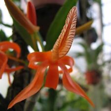Dendrobium unicum fragrant for sale  Grafton