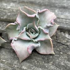 Echeveria madiba carunculated for sale  Pataskala