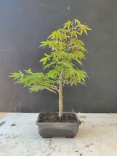 acero bonsai usato  Isernia