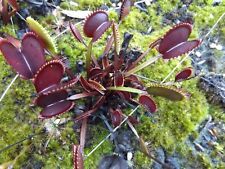 Usado, 2023-120 Venus Flytrap, semillas Dionaea diente de sierra rojo, nalgas, neblina púrpura, cudo segunda mano  Embacar hacia Argentina