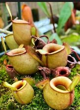 Nepenthes ampullaria albino for sale  Shipping to Ireland