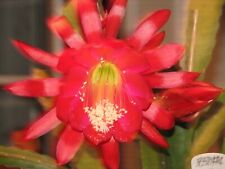 Large epiphyllum red for sale  Santa Ana